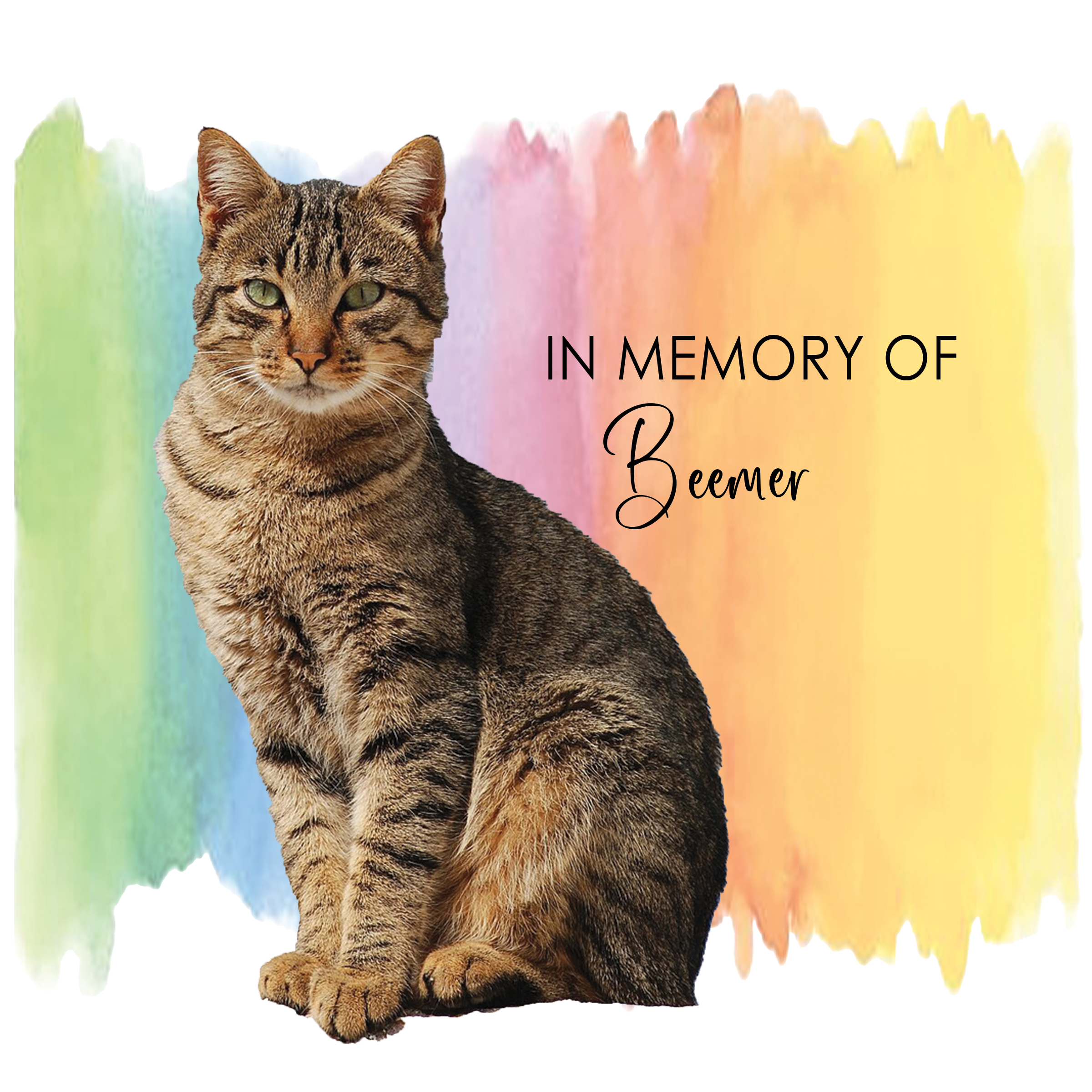 The Things I'll Remember: A Journal in Honor of My Cat On the Other Side of the Rainbow Bridge